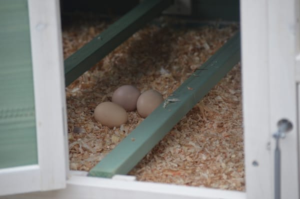 i.Pet Chicken Coop Rabbit Hutch 150cm x 60cm x 93cm Large Chicken Coop House Run Cage Wooden